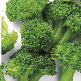 Brócoli Congelado "Ardo"