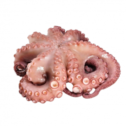 Pulpo Nº00 Peso 4.00-5.50 Kg