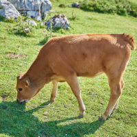 TERNERA