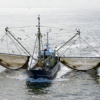 PESCADO